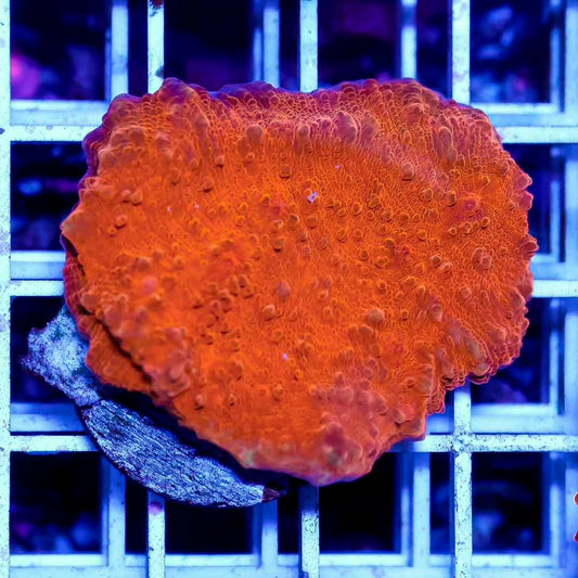 Aussie Challice  Frag Mother Colony ACFMC101301 WYSIWYG