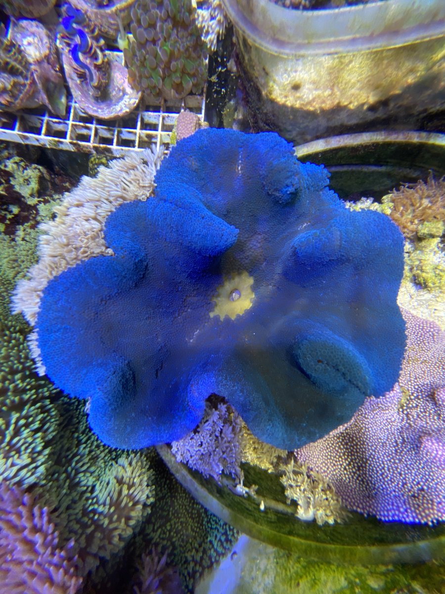 Blue Carpet Anemone Size L 4" to 5"