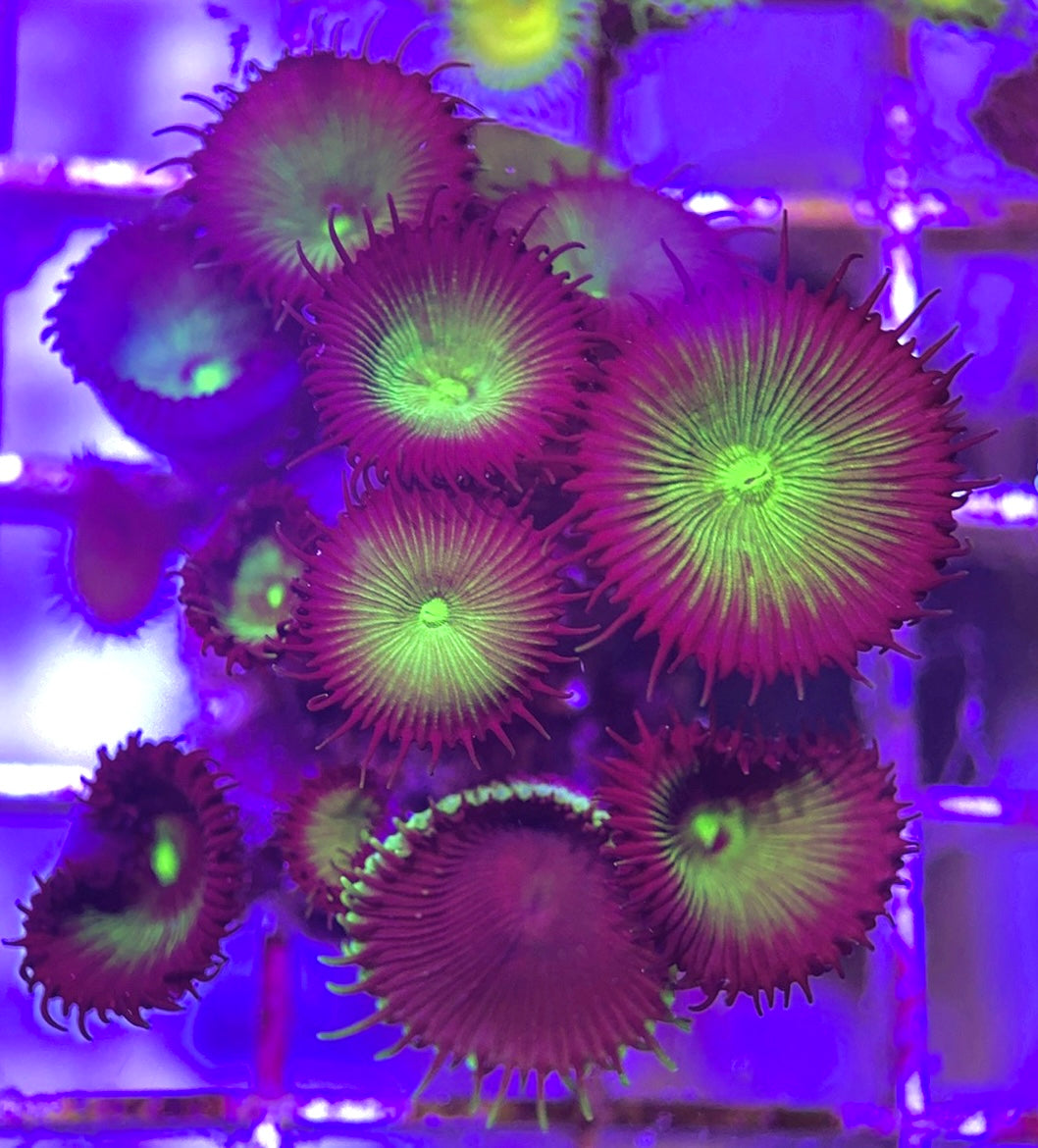 Aquacultured Zoanthids/Playthoa AZP031305 WYSIWYG