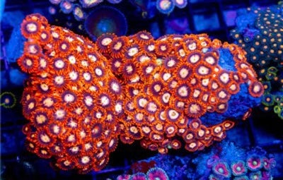 Indo Ultra Zoa Mother Colony IUZMC101301 WYSIWYG