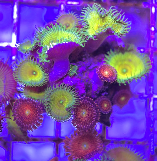 Aquacultured Zoanthids/Playthoa AZP031306 WYSIWYG