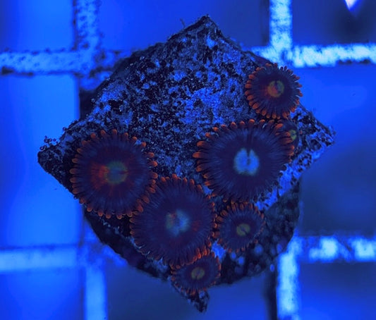 Aquacultured Zoanthids/Playthoa AZP031514 WYSIWYG