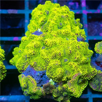 Indo Ultra Yuma Mushroom Mother Colony IUYMC101301 WYSIWYG