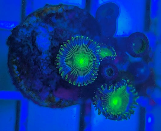 Aquacultured Zoanthids/Playthoa AZP031802 WYSIWYG