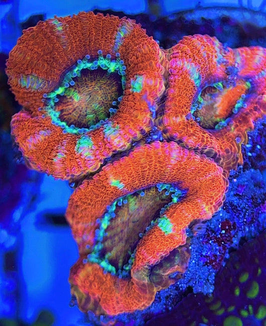 Aussie Acan Lordhowensis AAL031302 WYSIWYG