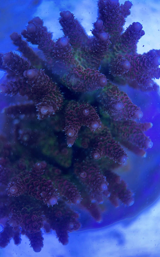 Java Maricultured Acropora Mother Colony JMAMC020402 WYSIWYG Size: M L 3" x H 3"x W 4"