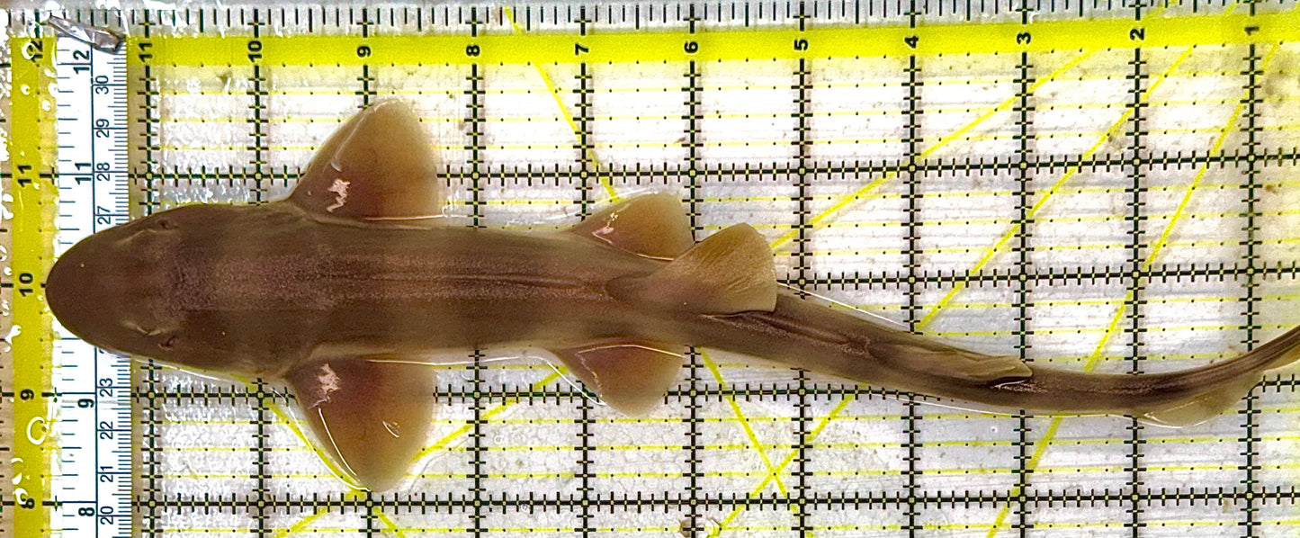Grey Bamboo Shark GBS032701 WYSIWYG Size: SHOW /XXL 13" approx