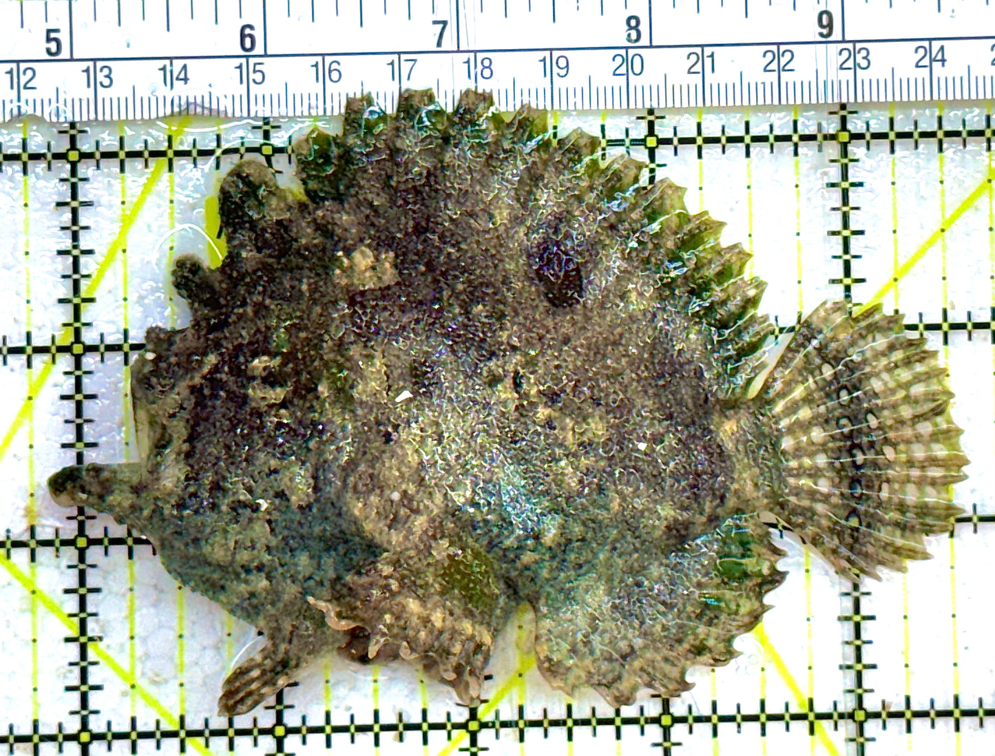 Angler A032702 WYSIWYG Size: L 4.5" approx