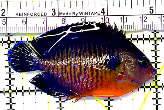 Coral Beauty Angelfish CBA032101 WYSIWYG Size: ML 3" approx