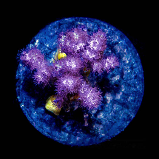 Koji Pink Nephthea Big Frag (Aquacultured) Size: M 0.75" to 1" Approx Frag