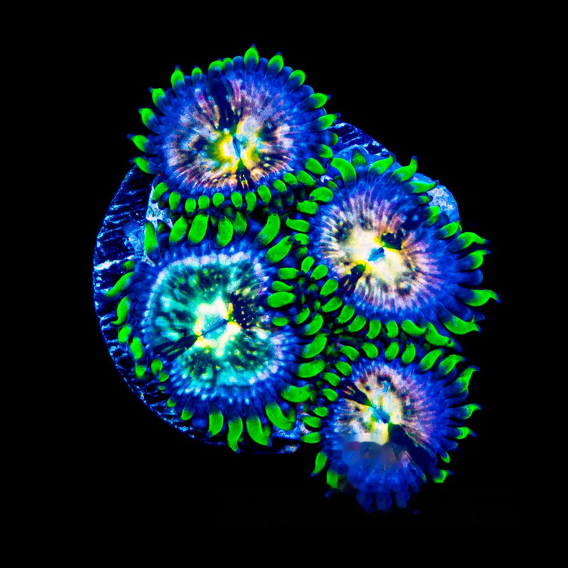 Nirvana Zoanthid (Aquacultured) Size: M 0.75" to 1" Approx Frag - Violet Aquarium 
