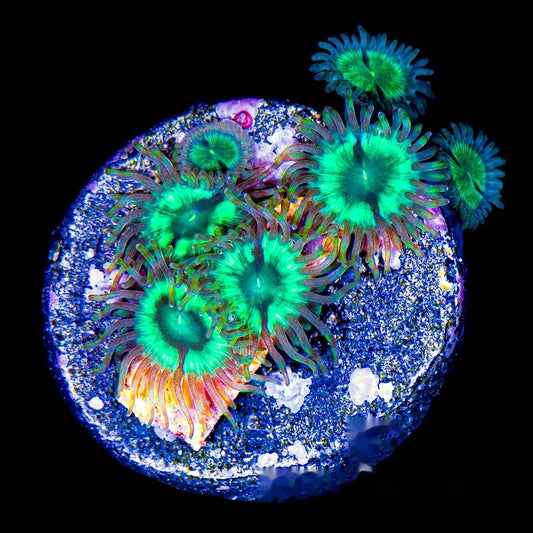 Aquacultured Tidal Gardens Mean Green Zoanthid Frag (4+ Polyp Average) Size: M 0.75” to 1” Frag