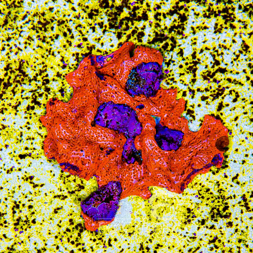 Combustion Web Sponge Frag (Aquacultured) Size: M 0.75" to 1" Approx Frag