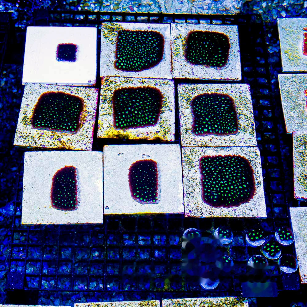 Colossus Leptastrea Frag (Aquacultured) Size: M 0.75” to 1” Approx Frag