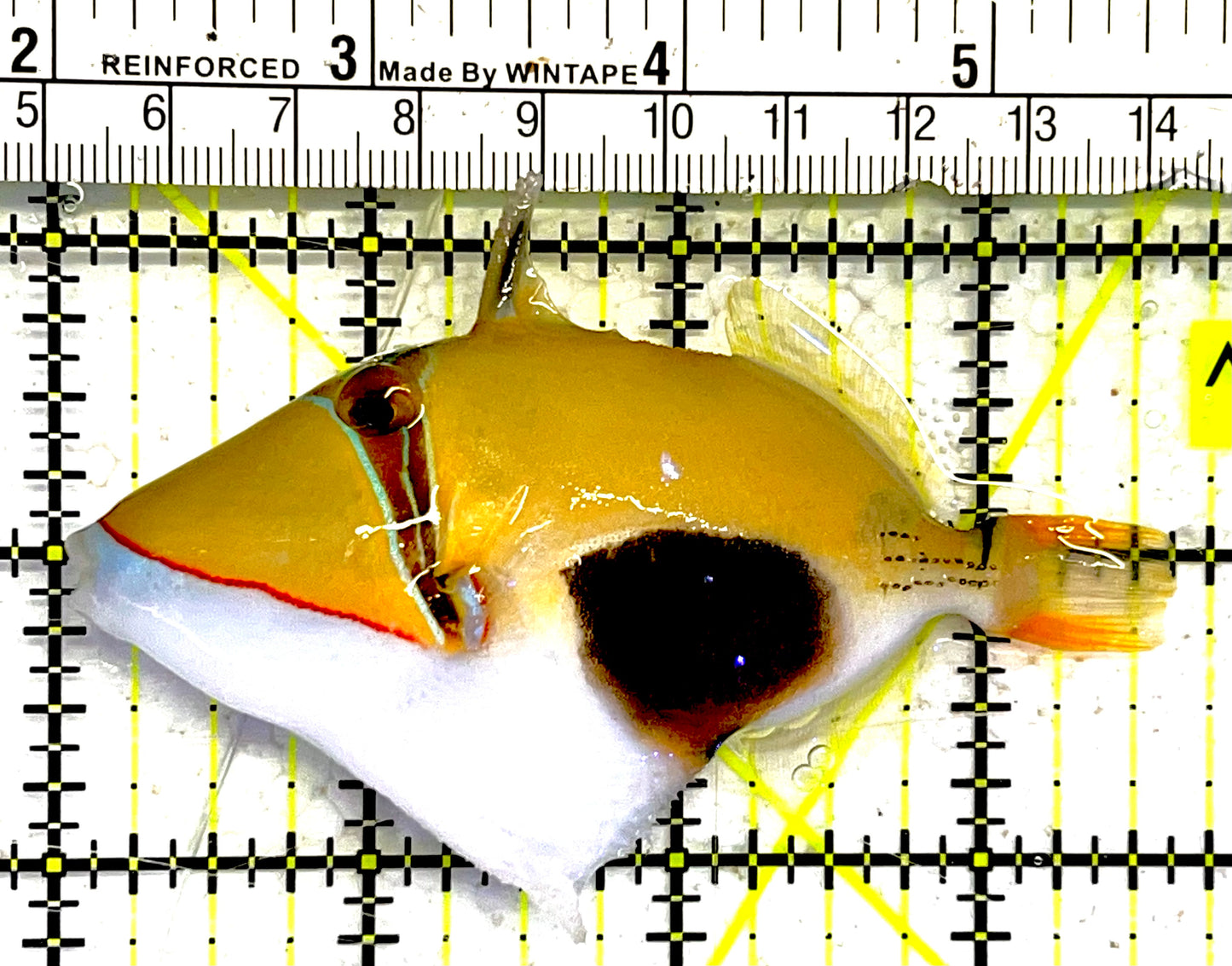 Bursa Triggerfish BT032102 WYSIWYG Size: ML 3.75" approx