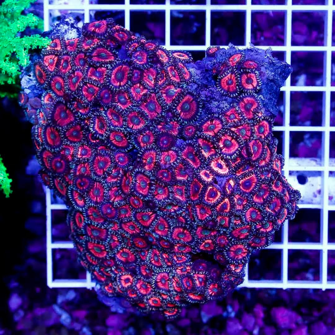 Ultra Aussie Big Pink Gold Palythoa Mother Colony UABPGPMC022708 WYSIWYG