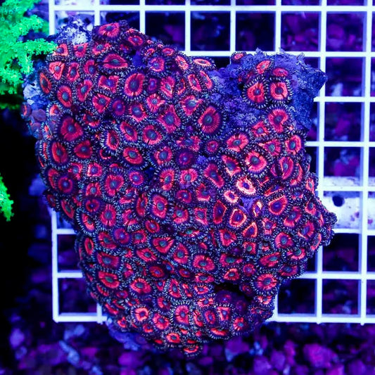 Ultra Aussie Big Pink Gold Palythoa Mother Colony UABPGPMC022708 WYSIWYG