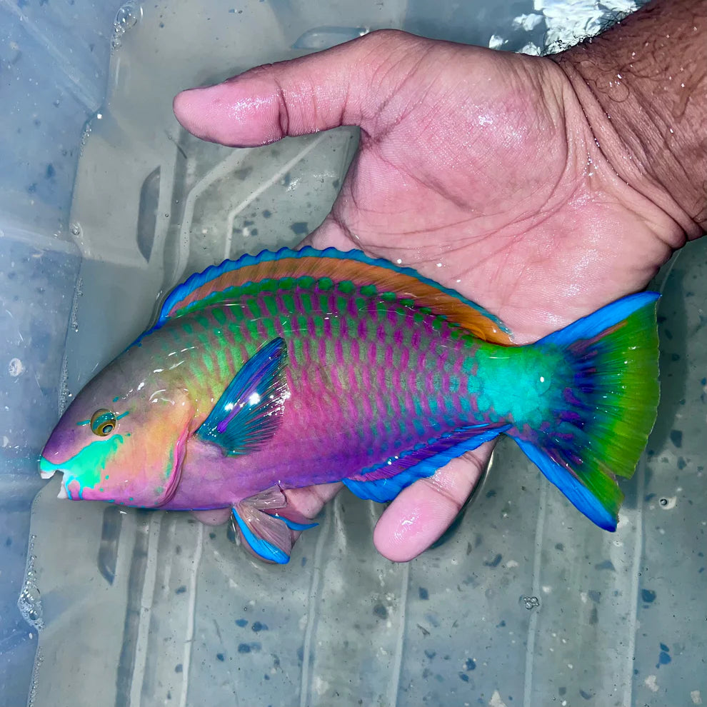 Quoyi Greenblotch Parrotfish Size: XXL 6" to 7" - Violet Aquarium 