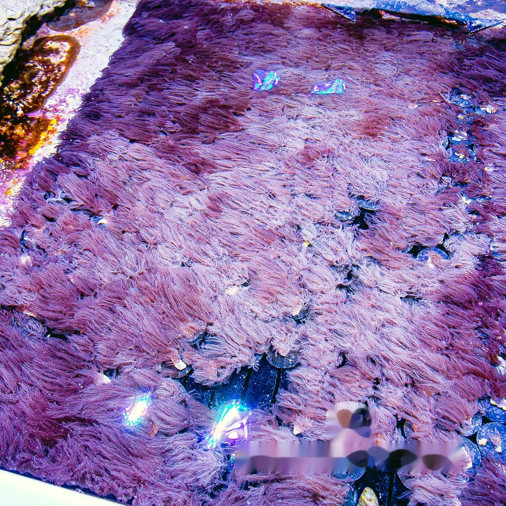 Waving Hand Anthelia Big Frag (Aquacultured) Size: M 0.75" to 1" Approx Frag
