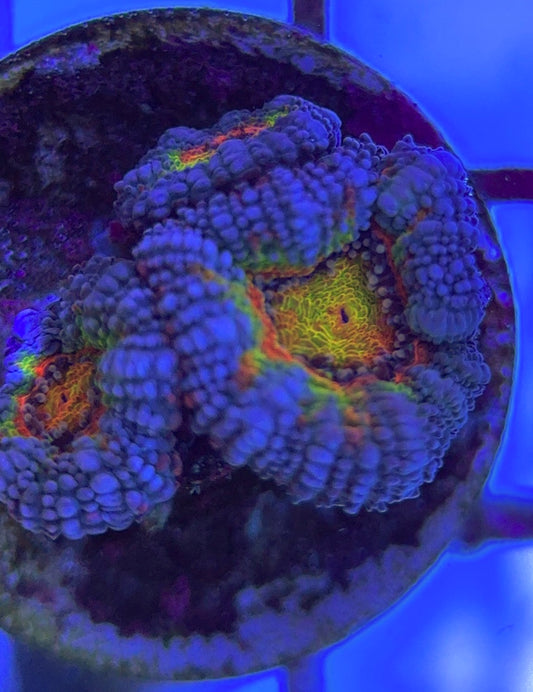 Aussie Acan Lordhowensis AAL031306 WYSIWYG