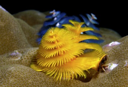 Royal Golden Yellow Feather Duster - Violet Aquarium 