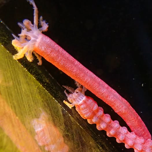 Medusa Worm Size: XL