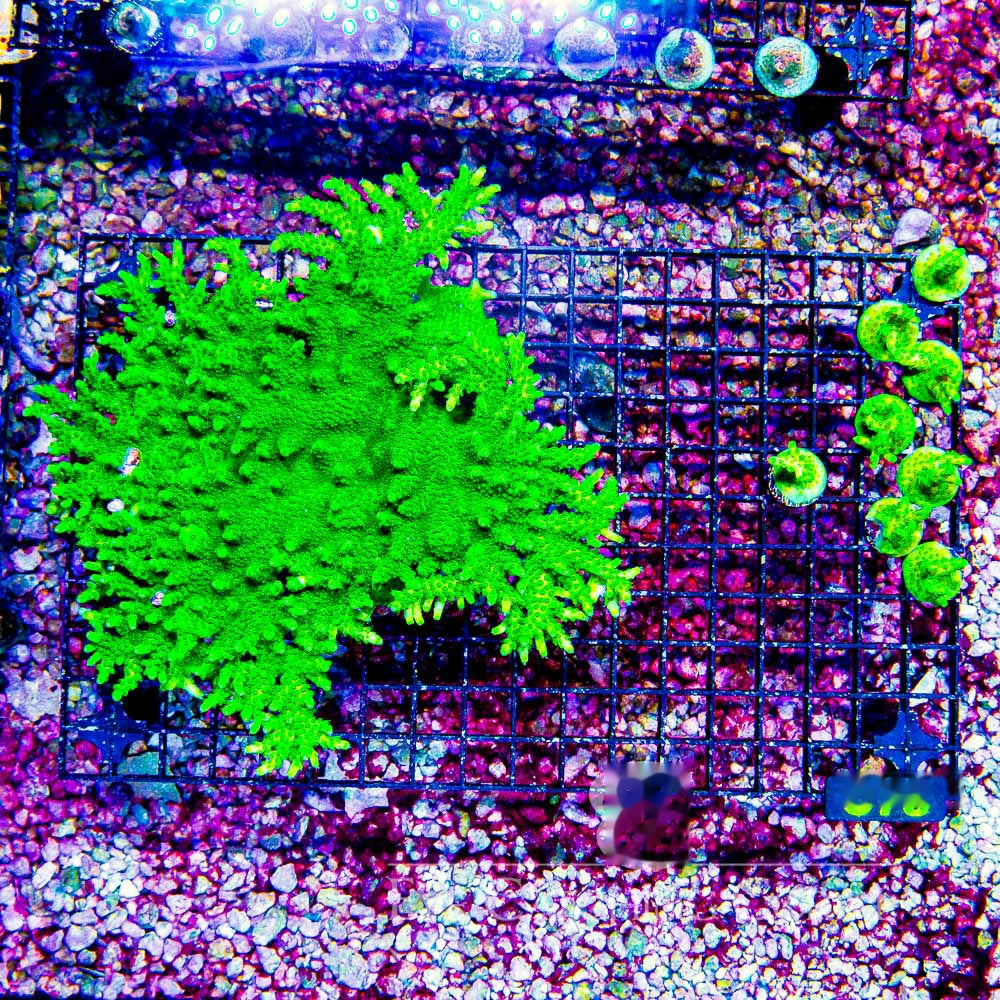 Toxic Fusion Acropora Frag (Aquacultured) Size: M 0.75” to 1” Approx Frag