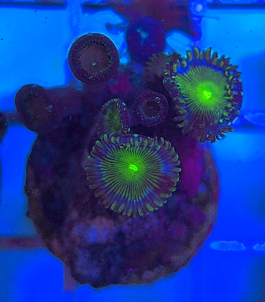 Aquacultured Zoanthids/Playthoa AZP031801 WYSIWYG