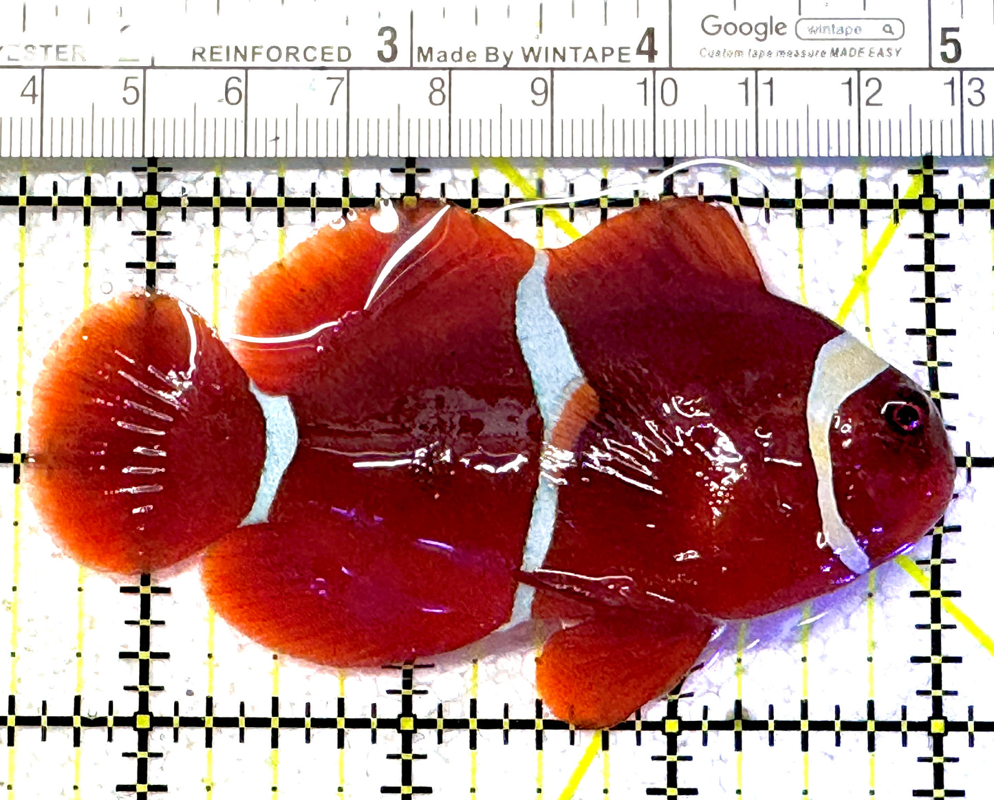White Stripe Maroon Clownfish WSMC011301 WYSIWYG Size: L 3.5" approx