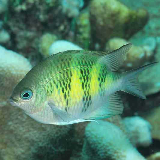 Lime Damsel Size: M 1" to 1.25"