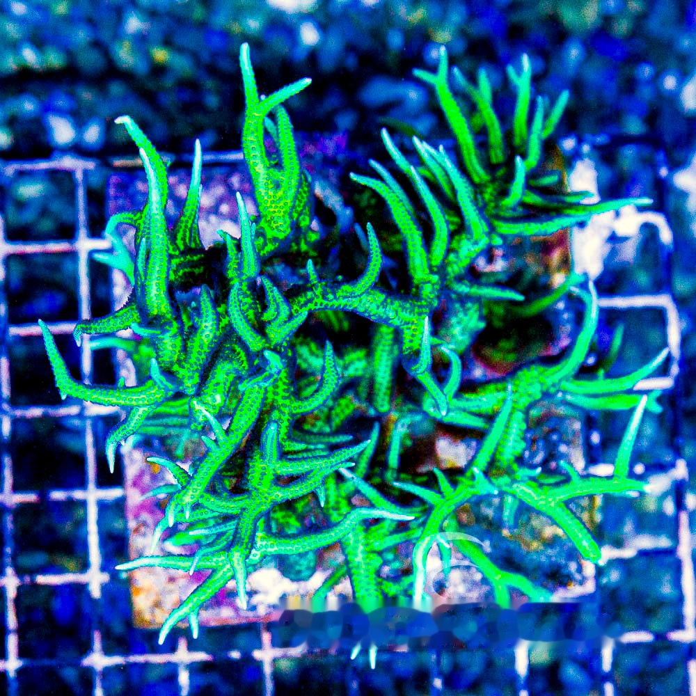 Ponape Birdsnest Frag (Aquacultured) Size: M 0.5" to 0.75" Approx Frag