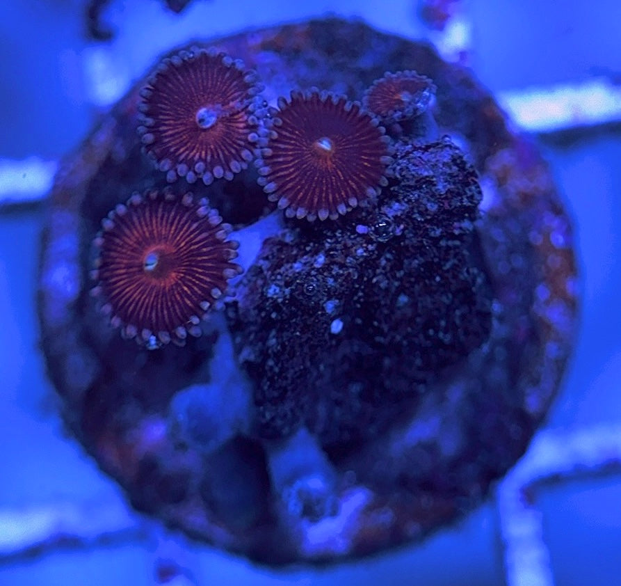 Aquacultured Zoanthids/Playthoa AZP031604 WYSIWYG
