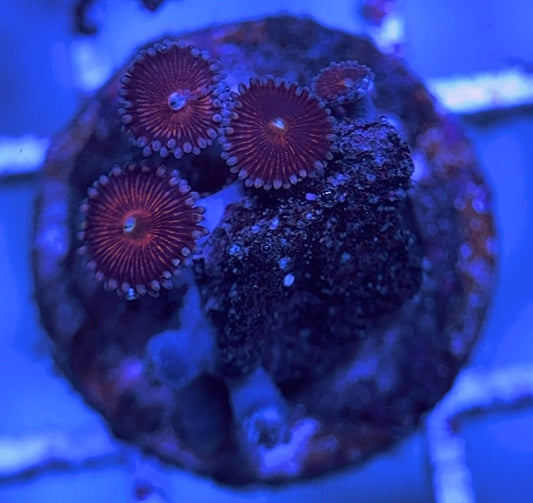 Aquacultured Zoanthids/Playthoa AZP031604 WYSIWYG