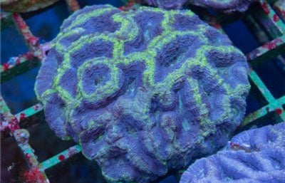 Aussie Blue Green Acan Bowerbankii Mother Colony ABGABMC101301 WYSIWYG