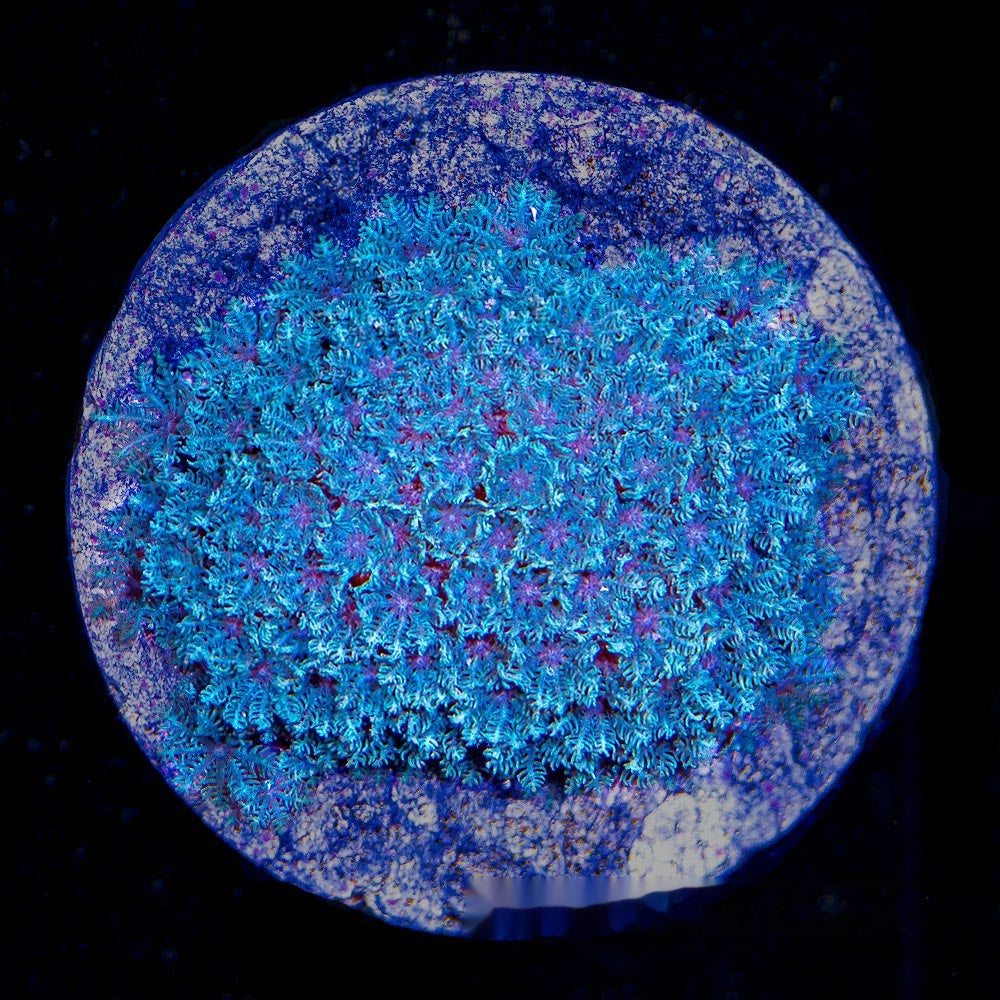 Blue Snowflake Polyp Big Frag (Aquacultured) Size: M 0.75" to 1" Approx Frag