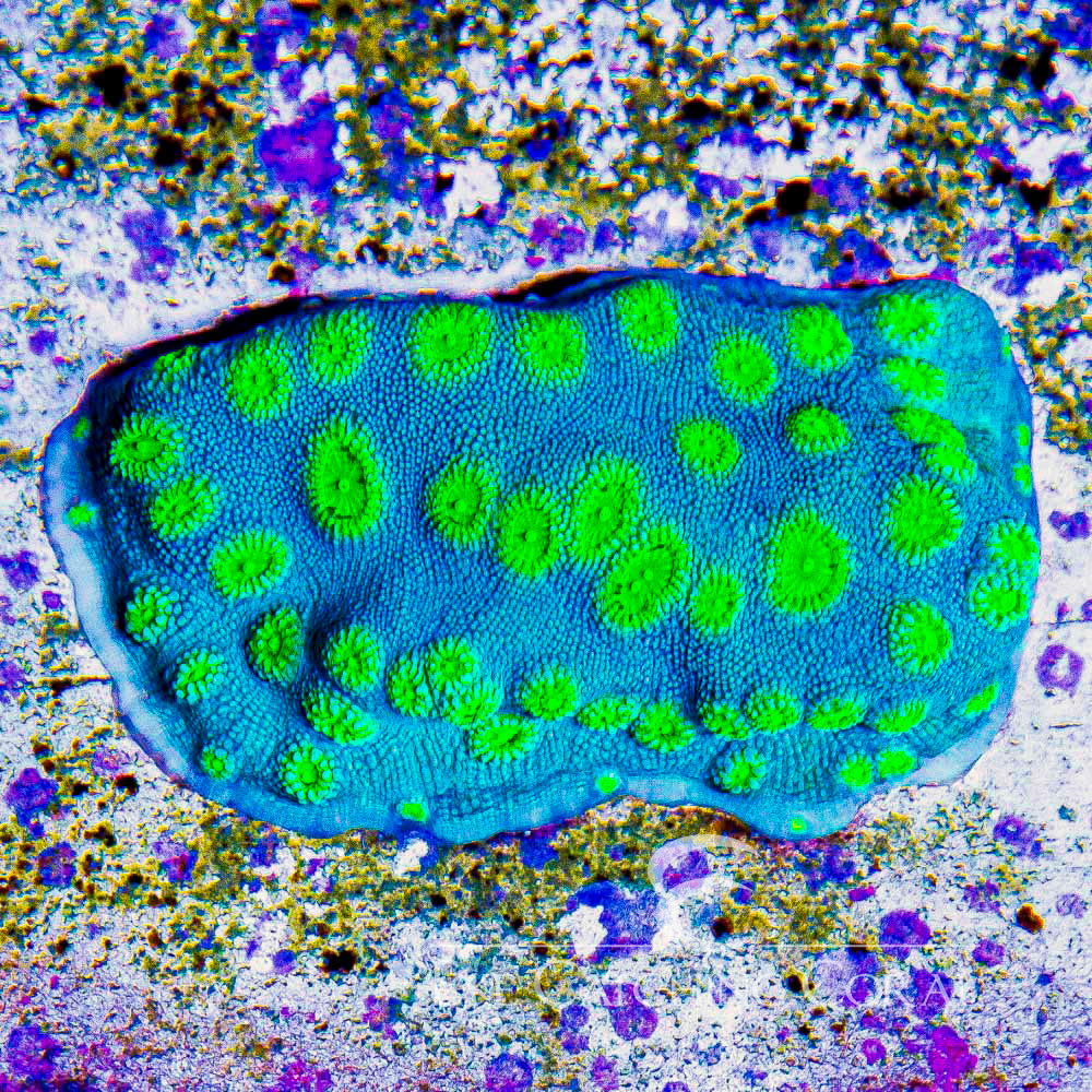 Coastal Breeze Chalice Frag (Aquacultured) Size: M 0.75" to 1" Approx Frag