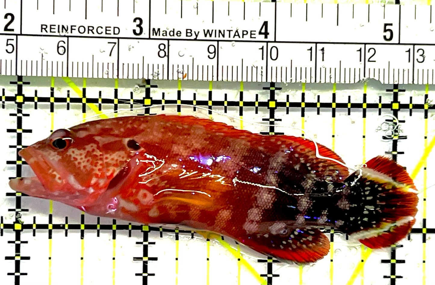 Red V-Tail Grouper RTG032002 WYSIWYG Size: M 3.25" approx