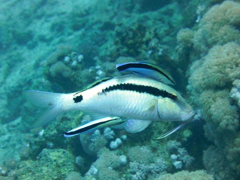 Longbarbel Goatfish