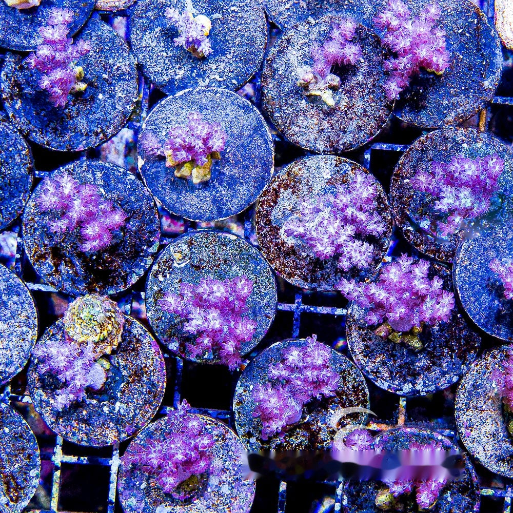Koji Pink Nephthea Big Frag (Aquacultured) Size: M 0.75" to 1" Approx Frag