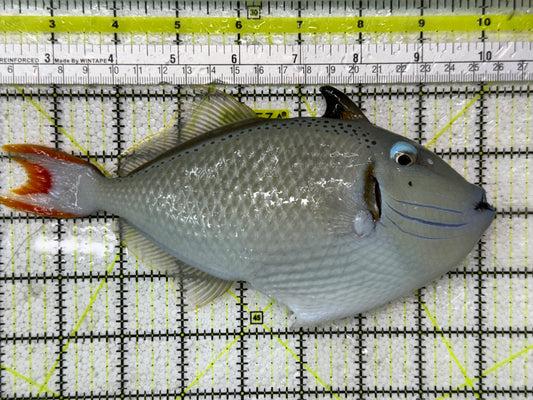Super Male Kiri Trigger Show Size 8" and Above