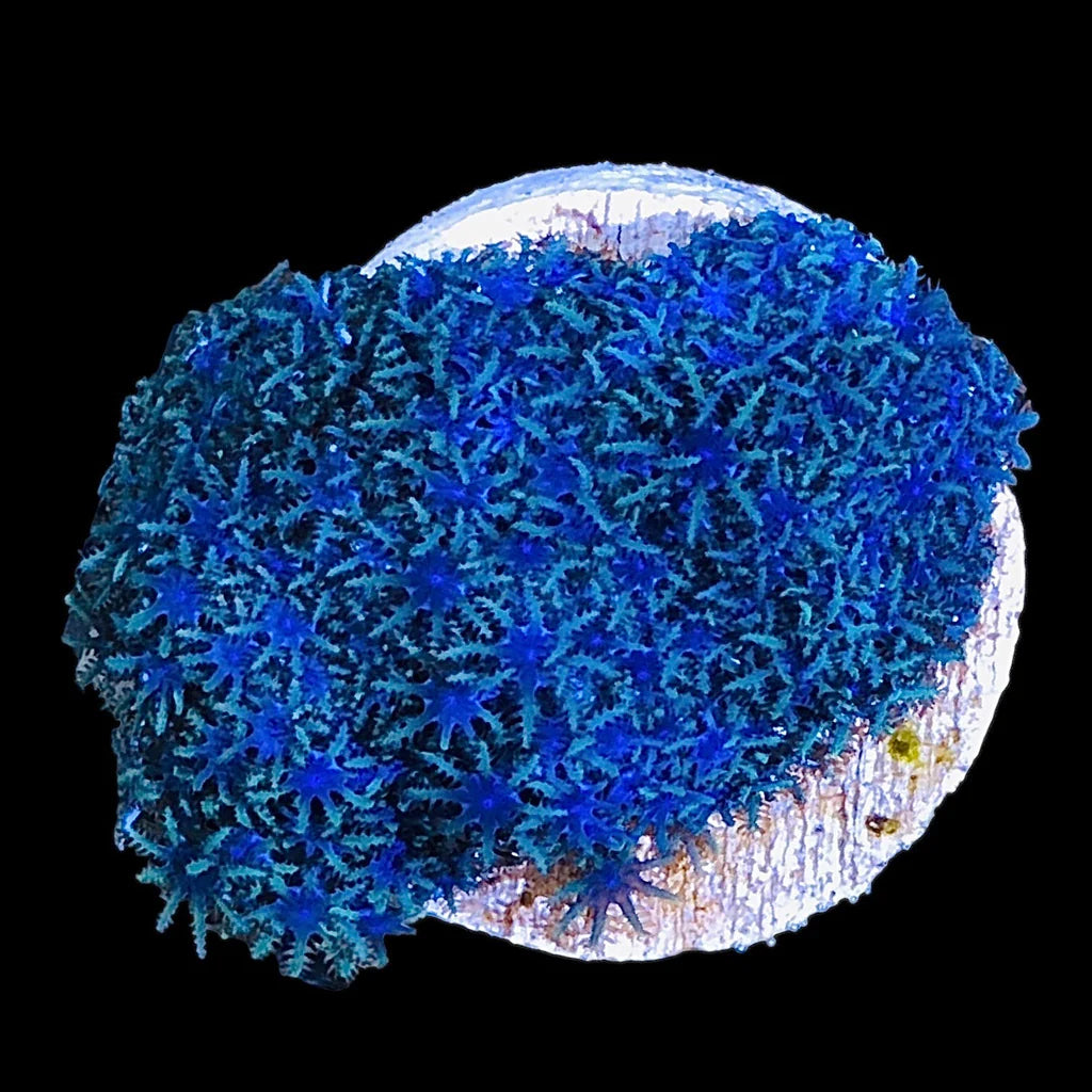 Neon Aussie Blue/Green Sympodium Polyp Size: M 0.75" to 1" Frag - Violet Aquarium 
