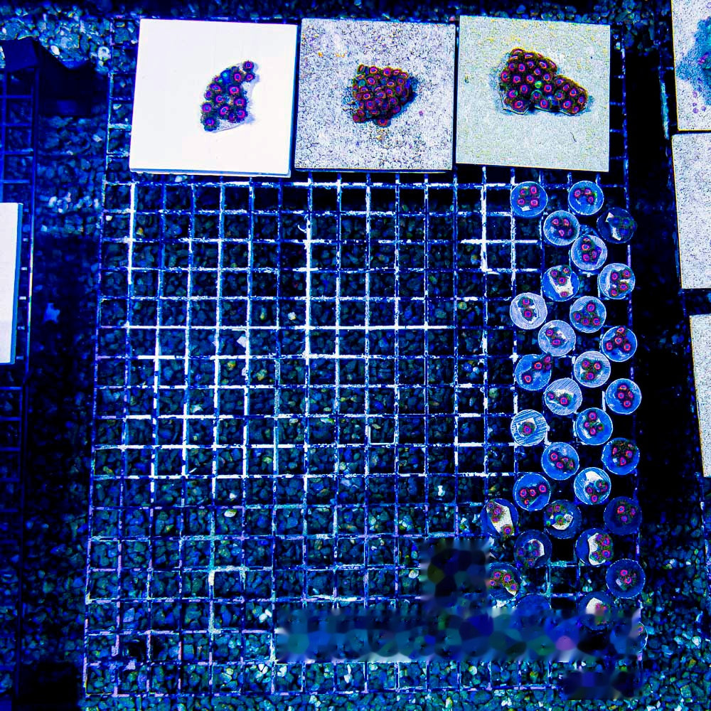 Eagle Eye Zoanthid Frag (4+ Polyp Average, Aquacultured) Size: M 0.75” to 1” Approx Frag