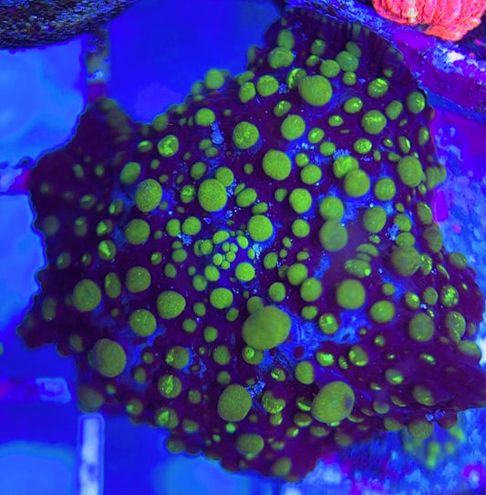 Blue Lamp Bounce Mushroom BLBM031303 WYSIWYG