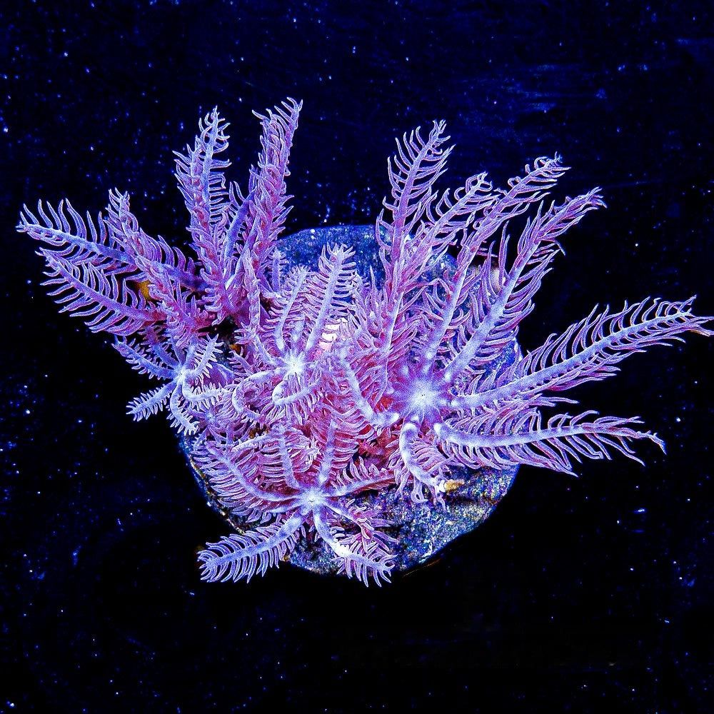 Waving Hand Anthelia Big Frag (Aquacultured) Size: M 0.75" to 1" Approx Frag
