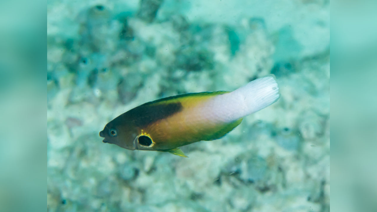 Allen's Tubelip Wrasse Size: M 1" to 2"