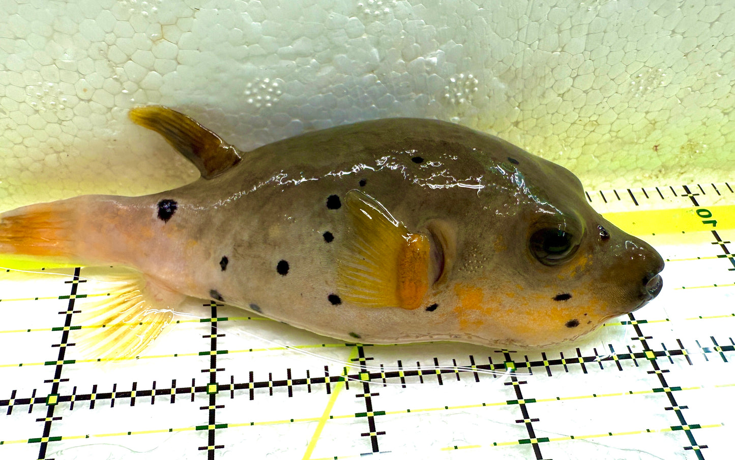 Dogface Puffer Fish DP040201 WYSIWYG Size: L 4.5" approx