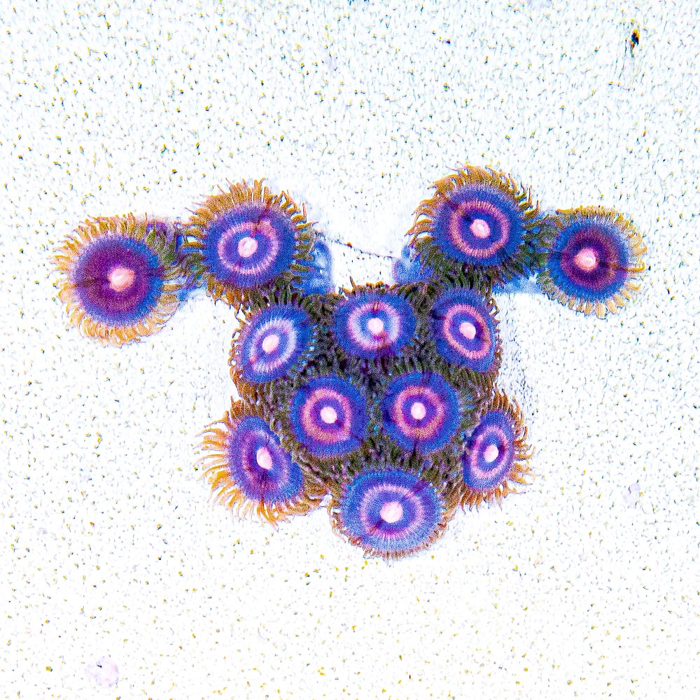 Aquacultured Plasma Cutter Zoanthid Frag (4+ Polyp Average) Size: M 0.75” to 1” Frag