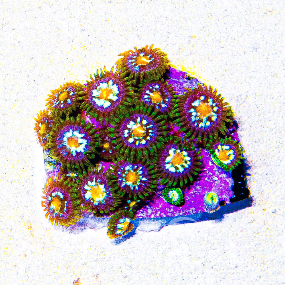 Aquacultured Galactic Crush Zoanthid Frag Size: M 0.75” to 1” Frag
