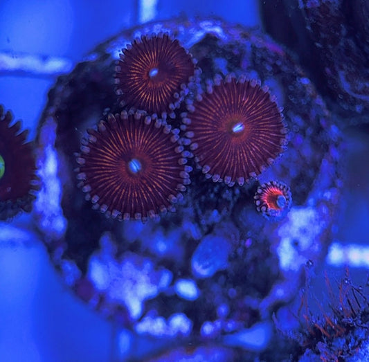 Aquacultured Zoanthids/Playthoa AZP031604 WYSIWYG