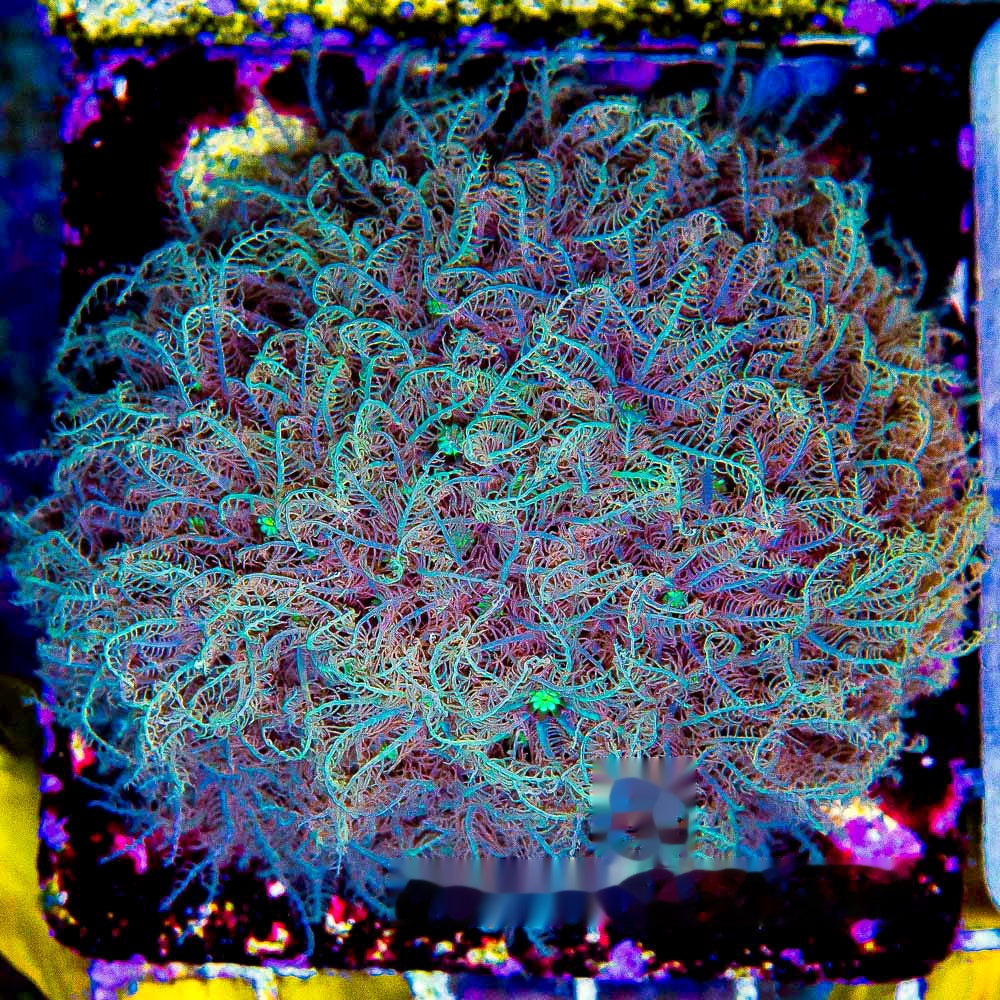 Bad Hair Day Pipe Organ Frag (Aquacultured) Size: M 0.75" to 1" Approx Frag